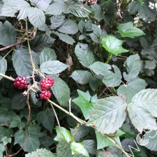Blackberry canes and berries